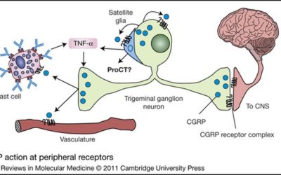 Anticorps CGRP